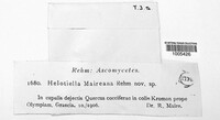 Bisporella maireana image
